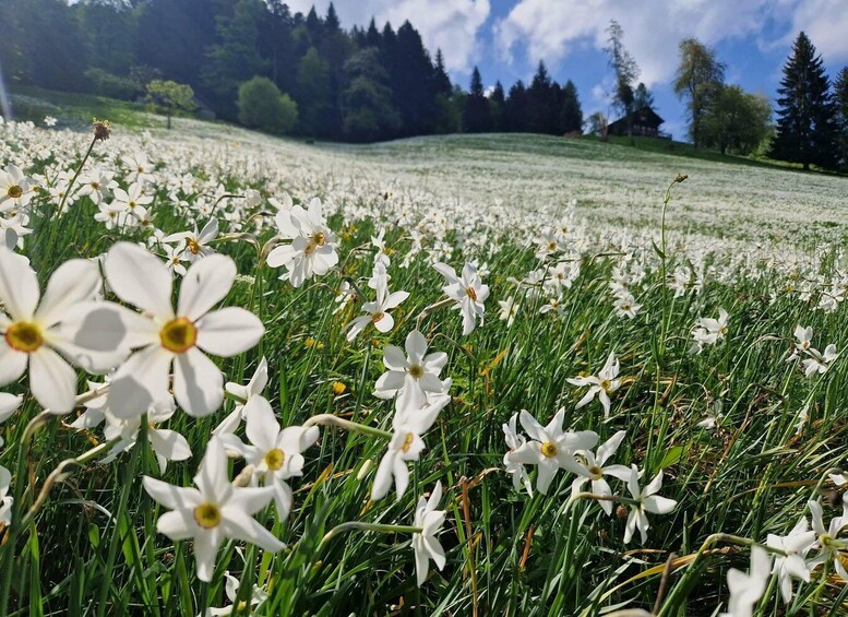 A field of white daffodils with a forested hill in the background. 3