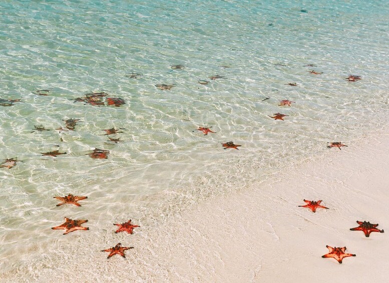 A beach with starfish scattered on the sand and in the shallow water. 5