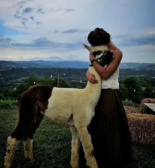 A person embracing a llama on a grassy hill with a scenic landscape in the background. 4