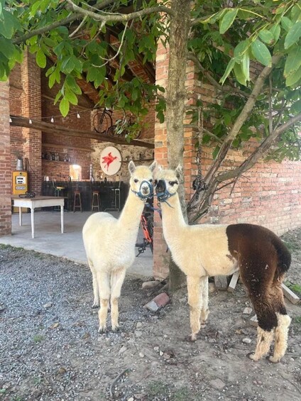 Two llamas standing on a gravel path with a brick building and a bicycle in the background. 5