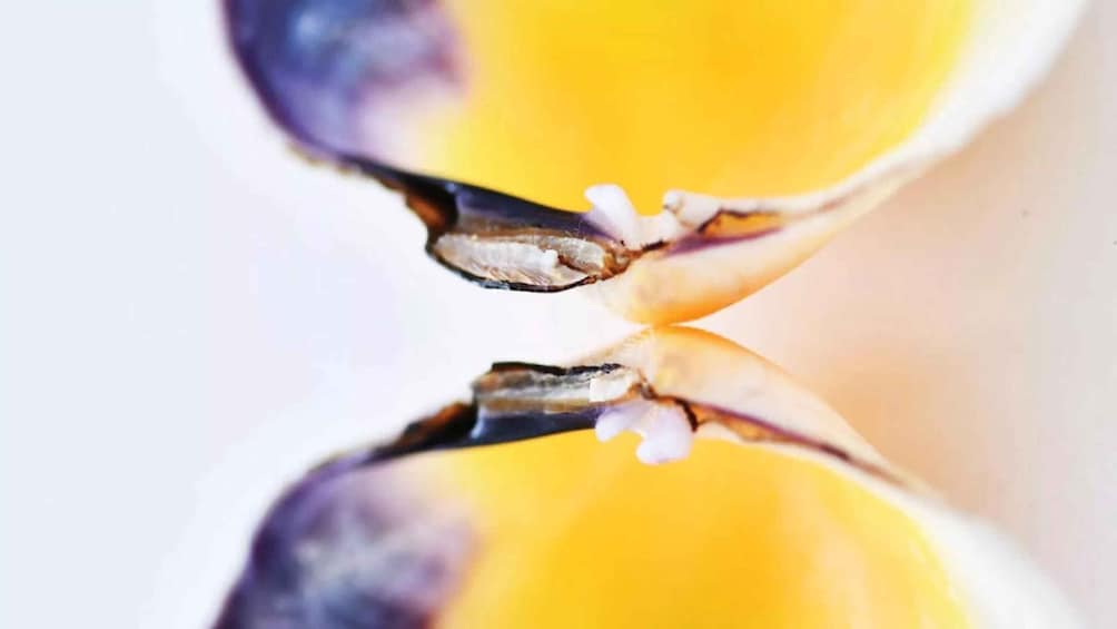 A close-up of a flower's stamen and pistil. 5