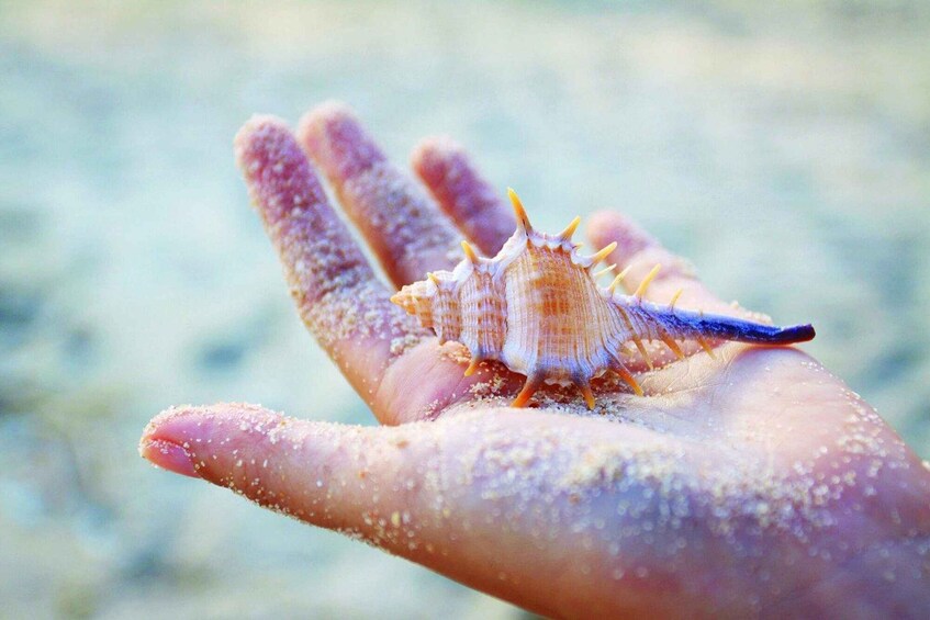 A hand holding a seashell with spines and a blue edge. 3