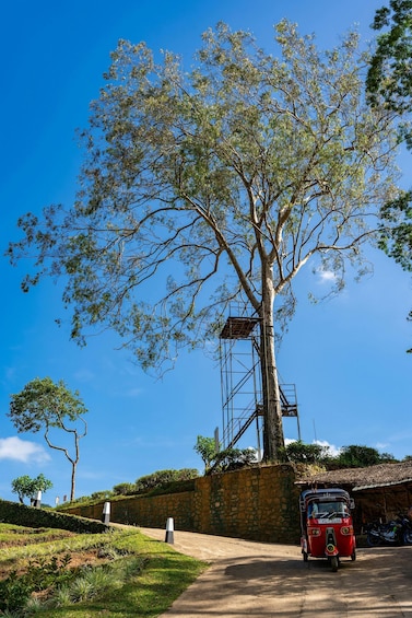 A red tuk-tuk parked in front of a tree with a metal scaffold structure. 2