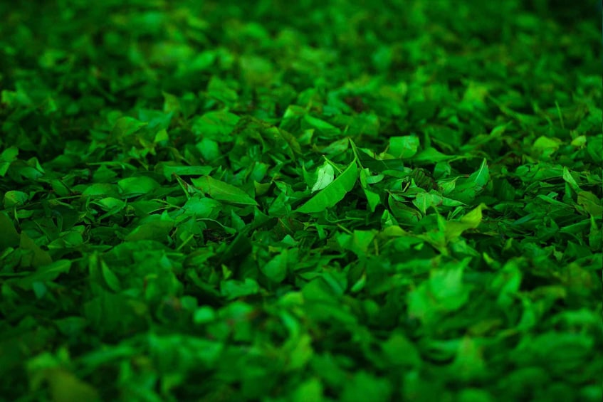 A dense carpet of green foliage. 5