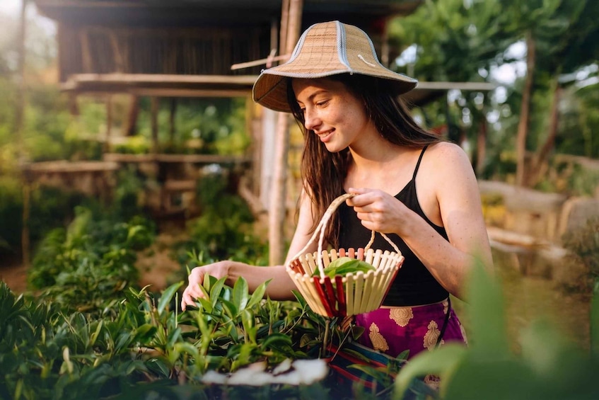 A person harvesting plants in a garden with a wooden structure in the background. 4