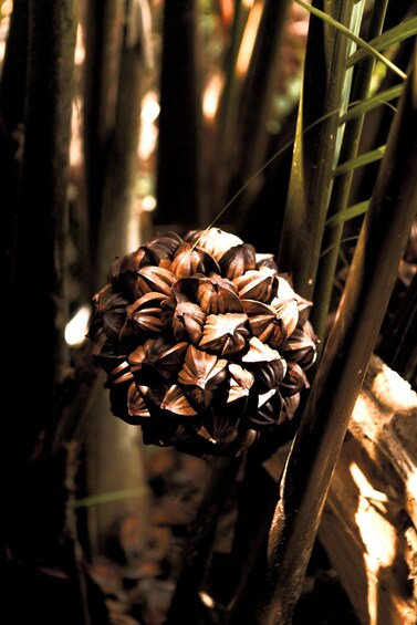 A pine cone amidst bamboo stalks. 4