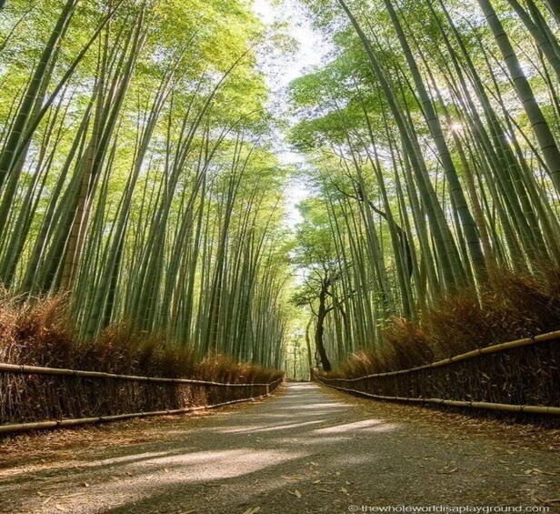 A forest path flanked by tall bamboo trees. 2