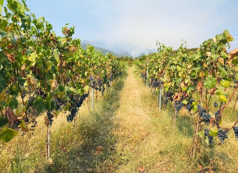 A vineyard with rows of grapevines and a clear path between them. 1