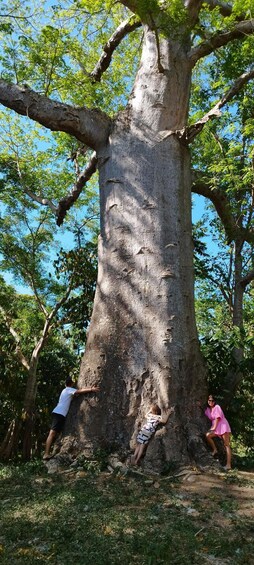 A large tree with two people climbing it. 2