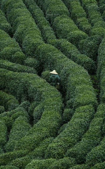 A person in a conical hat walking through a neatly arranged tea plantation. 1