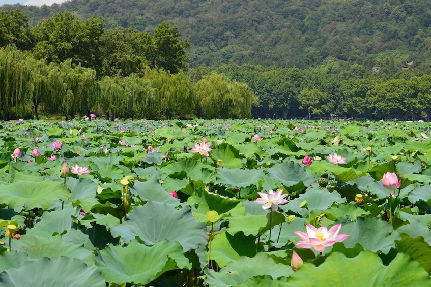 A lotus pond with blooming flowers and dense greenery. 3