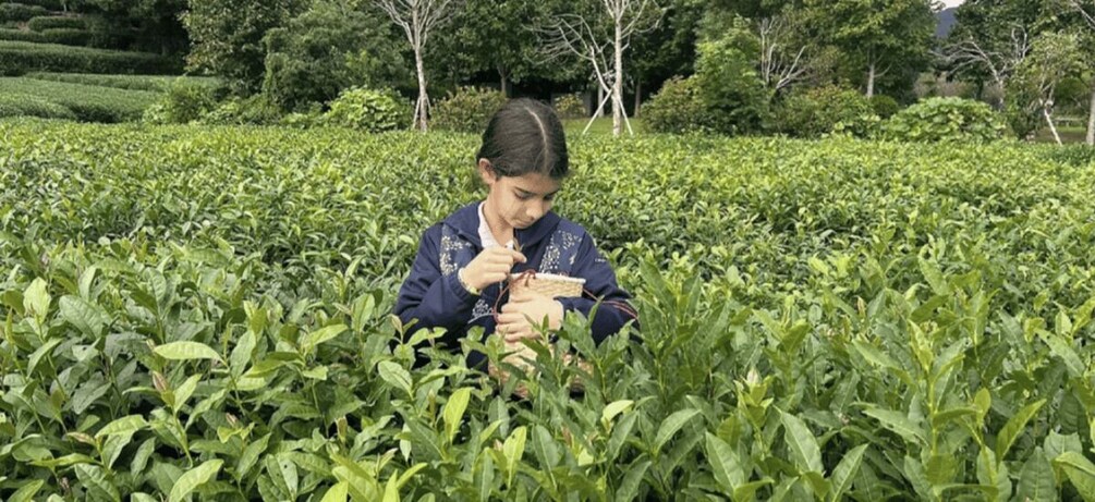 A person examining tea plants in a lush garden. 5