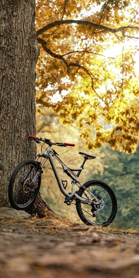 A mountain bike leaning against a tree in a forest. 3