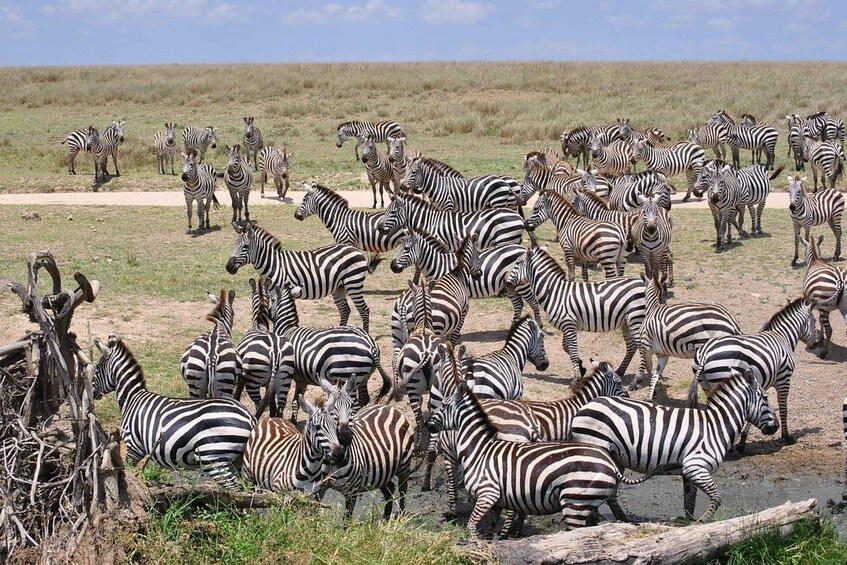Picture 4 for Activity 5 Days Southern Tanzania Safari Adventure with Spot Fishing. 4