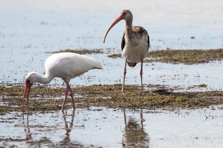 Two birds standing in shallow water with vegetation. 1