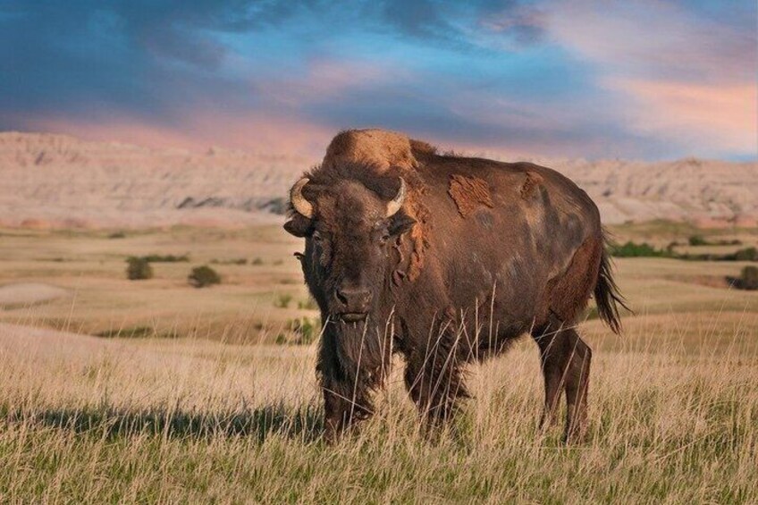 A bison in a grassy field with a mountainous backdrop. 1