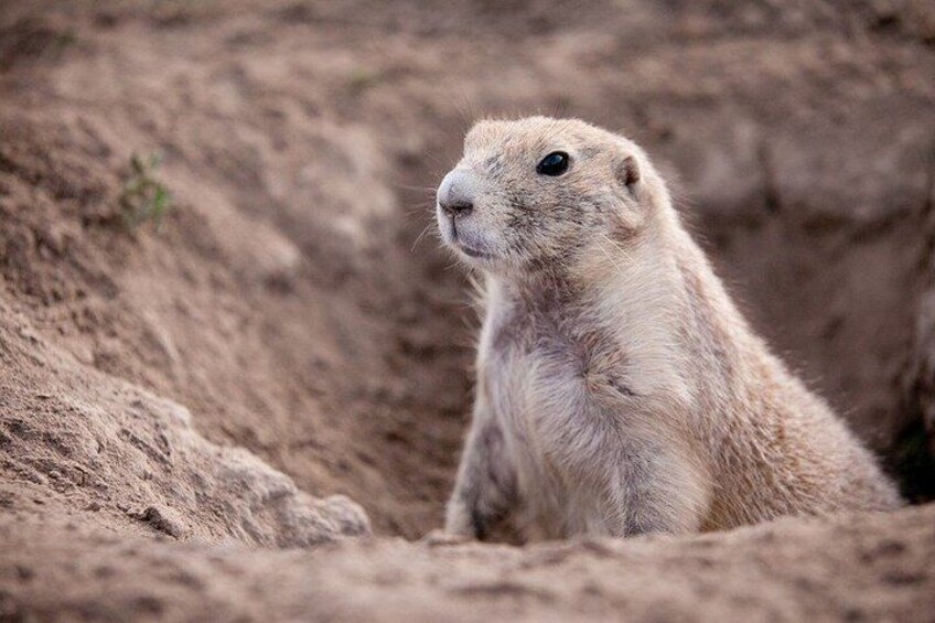 A groundhog in a natural setting with a mound of earth and sparse vegetation. 2