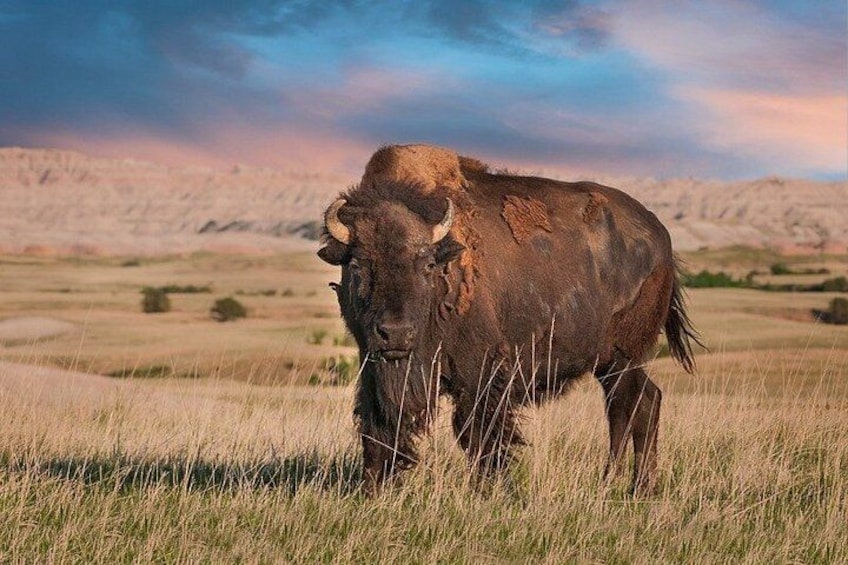 A bison in a grassy field with a mountainous background. 1