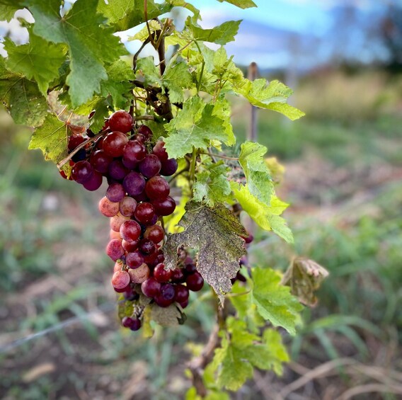 A bunch of red grapes on a vine with green leaves. 5