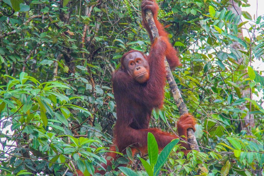 An orangutan in a dense forest, gripping a tree branch. 1