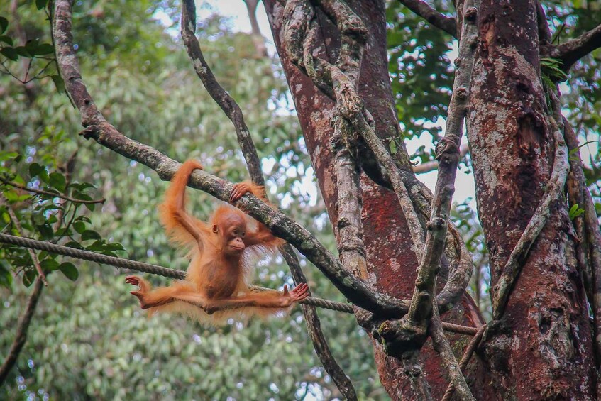 A monkey clinging to a tree branch in a forest. 3