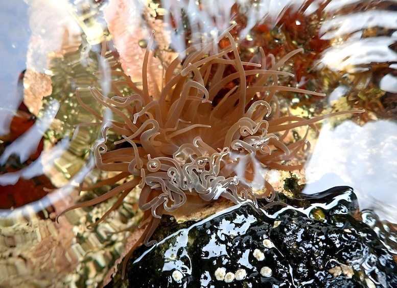 A close-up of a sea anemone with tentacles, attached to a rock. 3