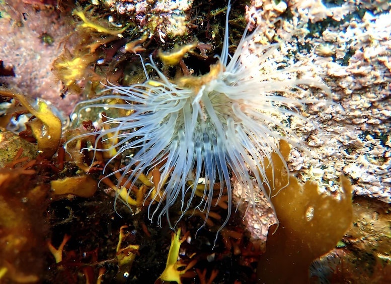 A white sea anemone with long tentacles among rocky underwater terrain. 2
