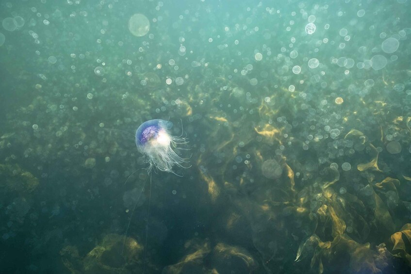 An underwater scene with a jellyfish and seaweed. 5