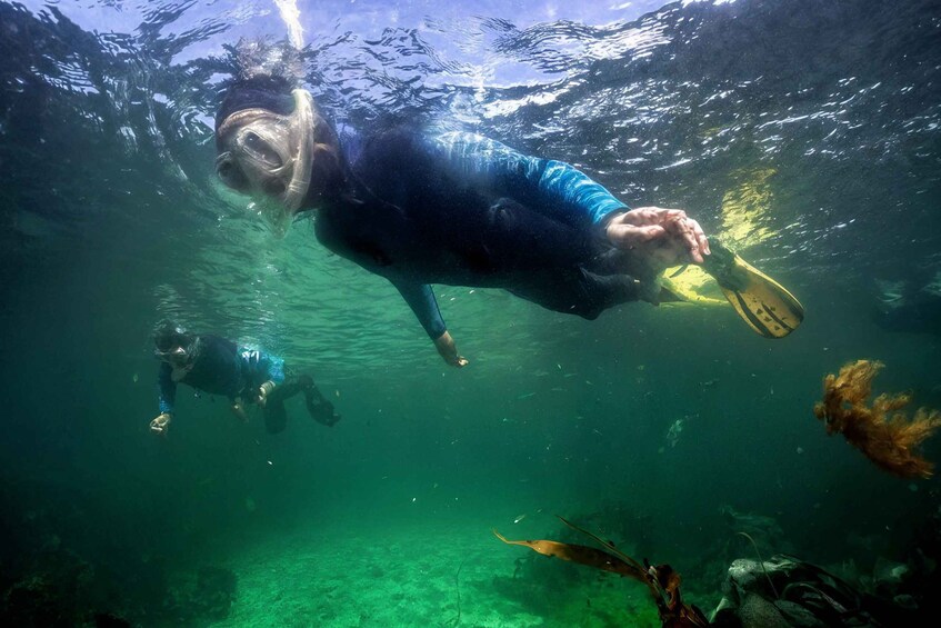 A diver underwater with a yellow fin, surrounded by marine life and clear water. 4