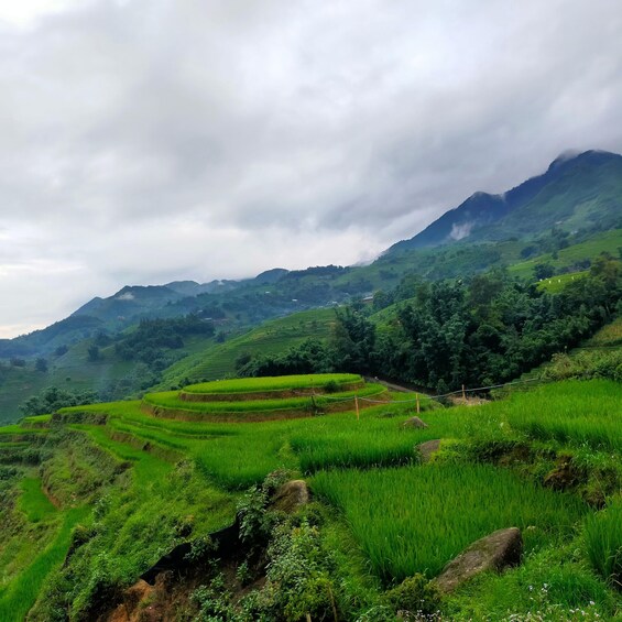 Terraced rice fields, lush greenery, and a mountain range under cloudy skies. 4