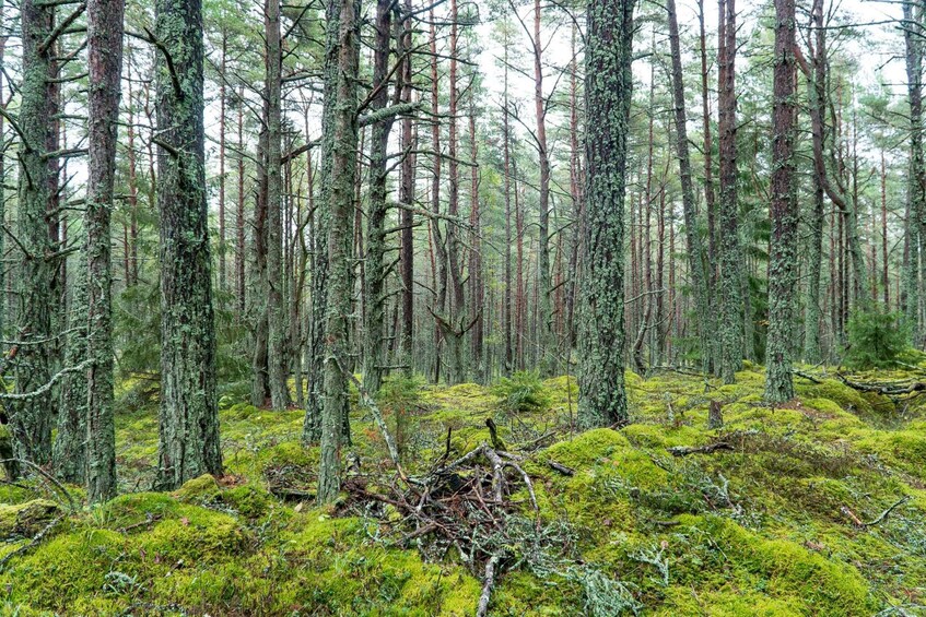 A dense forest with tall trees and a mossy ground. 4