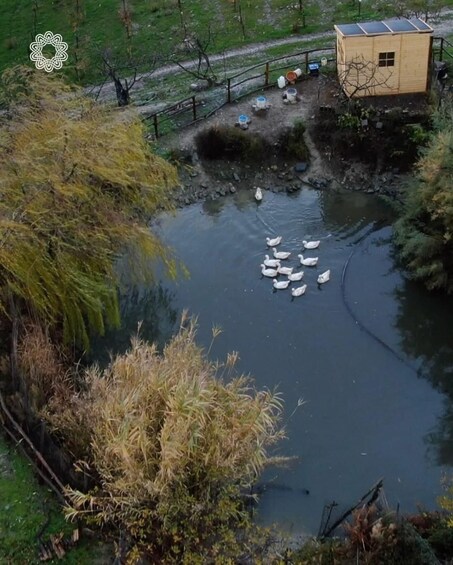 A pond with ducks, surrounded by trees and a small wooden structure. 3