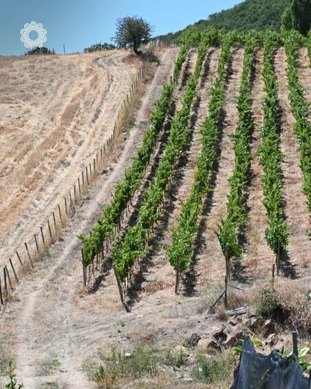 Rows of grapevines on a hillside. 2