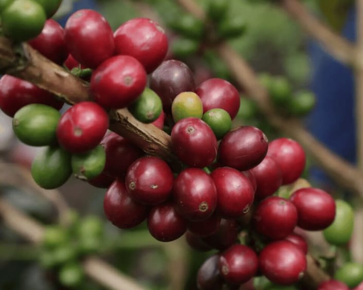 A cluster of red and green berries on a branch. 4