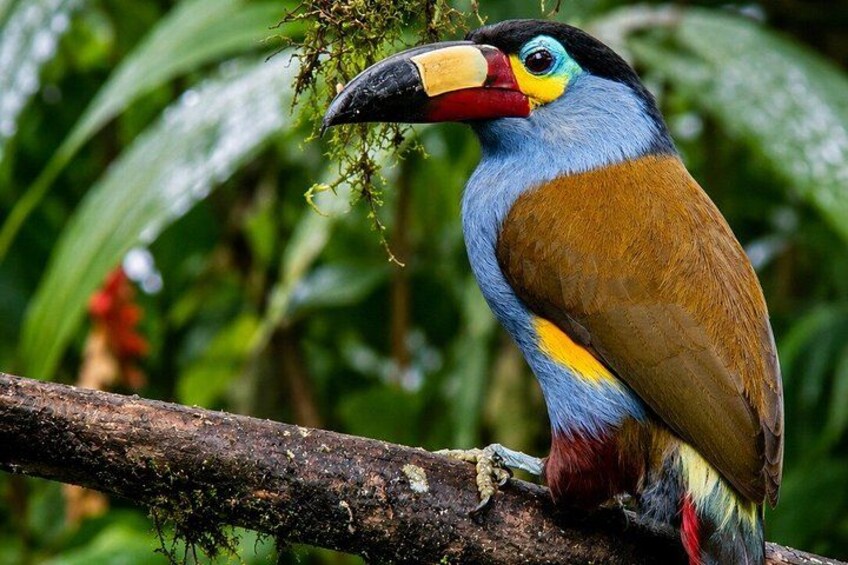 A bird with a large beak and colorful plumage perched on a branch. 5