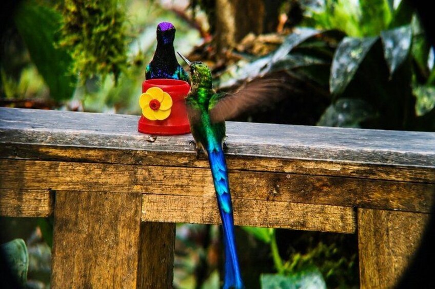 A bird perched on a wooden railing with a bird feeder. 3