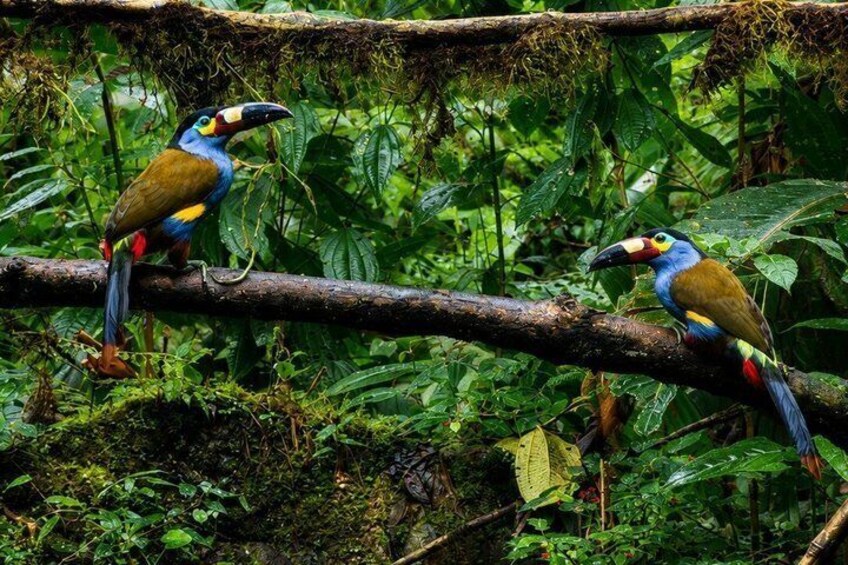 Two birds perched on a branch in a dense green forest. 3