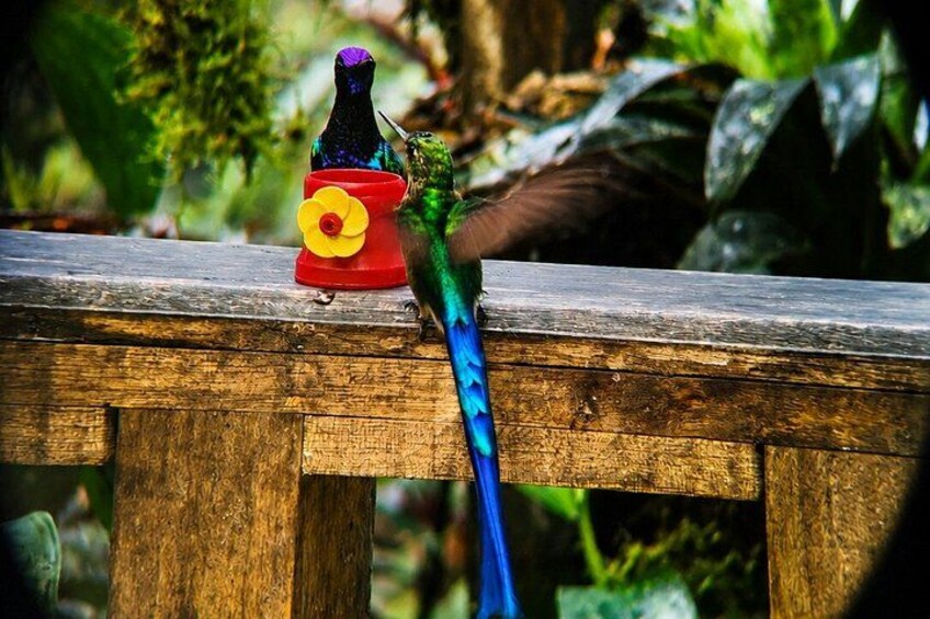 A bird perched on a wooden railing with a bird feeder. 3