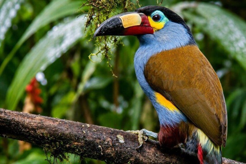 A bird with a colorful beak perched on a branch surrounded by greenery. 5