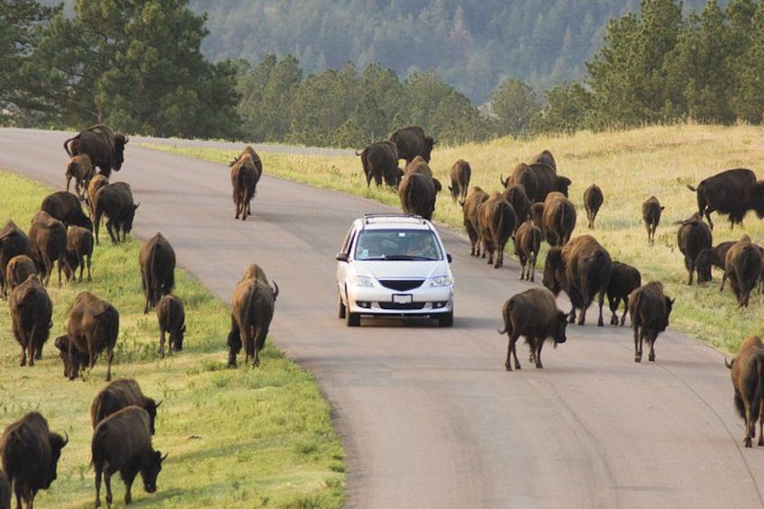 A white car driving on a rural road with a herd of cattle on both sides. 1