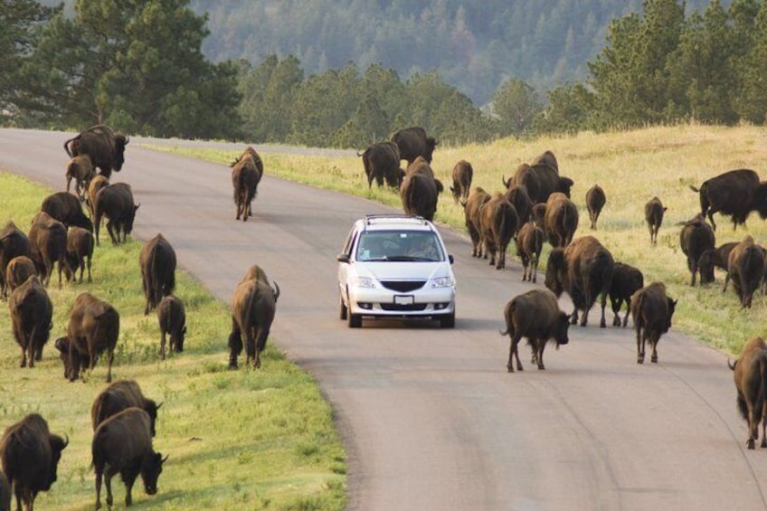 A white car driving on a road with a herd of cattle on both sides. 1