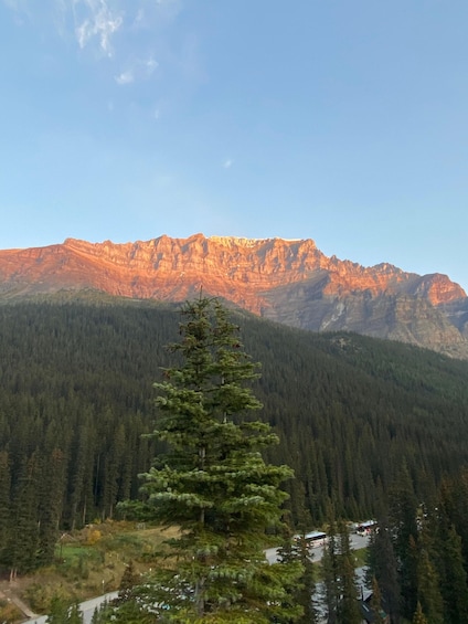 A mountain range with a prominent peak, dense forest, and a single evergreen tree in the foreground. 5