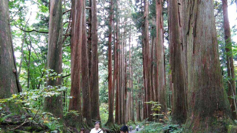 A dense forest with tall redwood trees and a group of people walking on a trail. 5