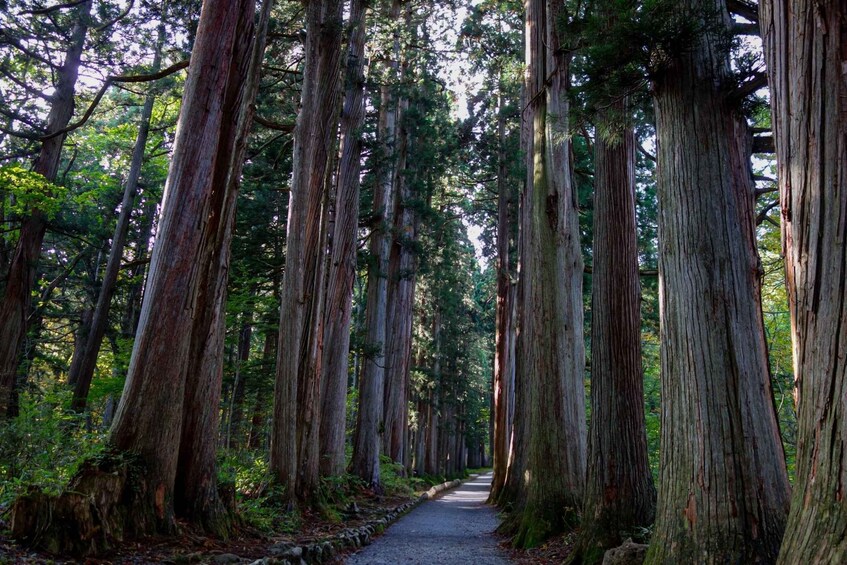 A forest path lined with tall, ancient trees. 1