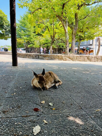 Un ciervo descansando sobre una superficie pavimentada, con árboles y gente al fondo. 5