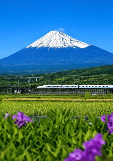 A snow-capped mountain, a train, and green fields with purple flowers. 2