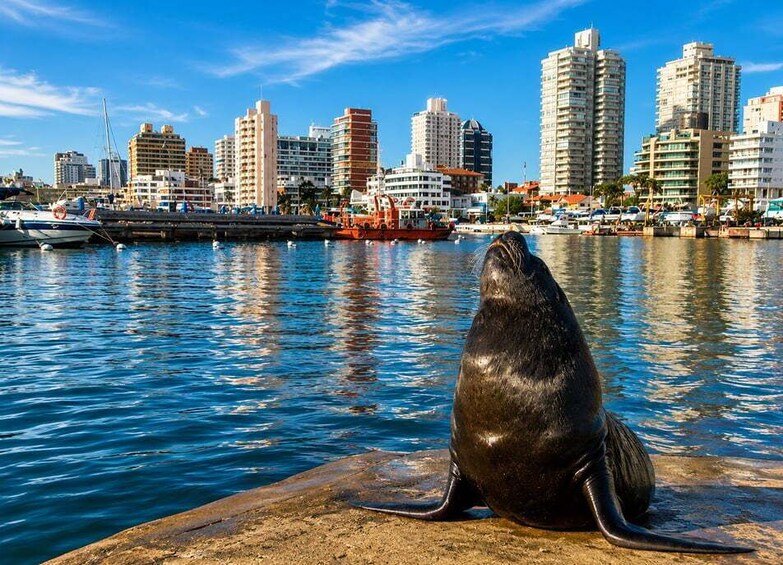 Picture 4 for Activity Exclusive Sightseeing Tour with a Local Guide: Discover the Best of Punta del Este 2