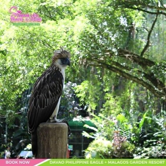 A Philippine eagle perched on a wooden post in a lush green garden. 1