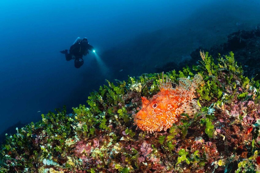A diver with a flashlight and a scuba mask, a colorful coral reef, and a spotted fish. 5