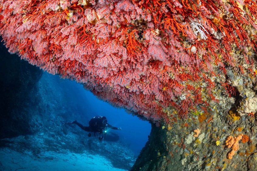 A diver exploring a vibrant coral reef with a variety of colorful corals and marine life. 3